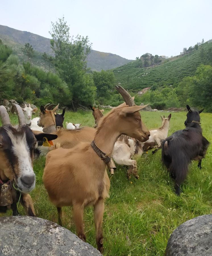 Abrigo Do Cabecinho - Serra Da Estrela Cortes do Meio ภายนอก รูปภาพ